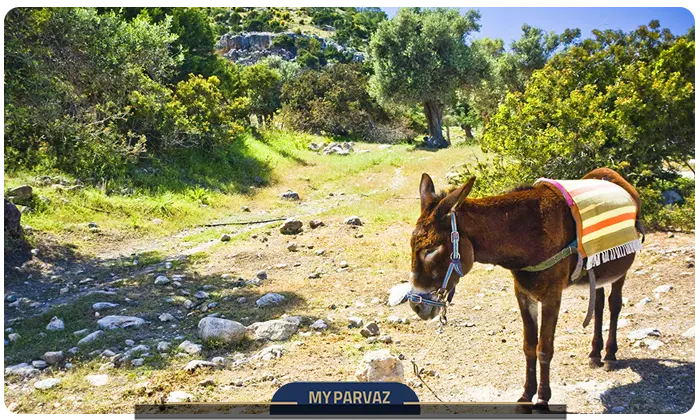 الاغ‌های وحشی کارپاز